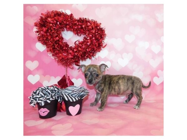 Chihuahua-DOG-Male-Brindle-2467-Petland Knoxville, Tennessee