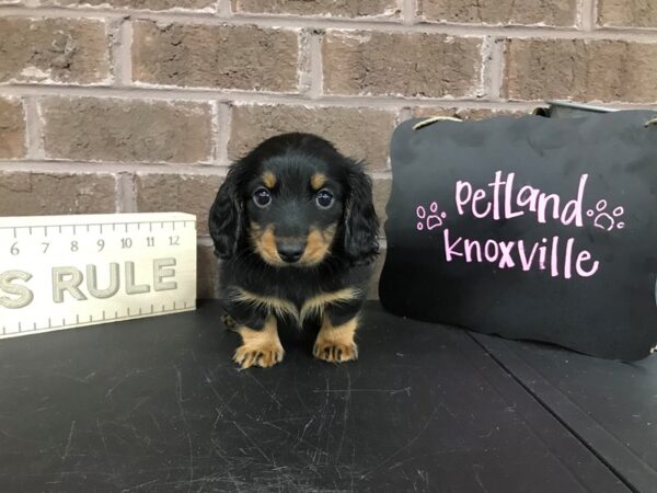 Dachshund DOG Female Blk/Tn 2470 Petland Knoxville, Tennessee