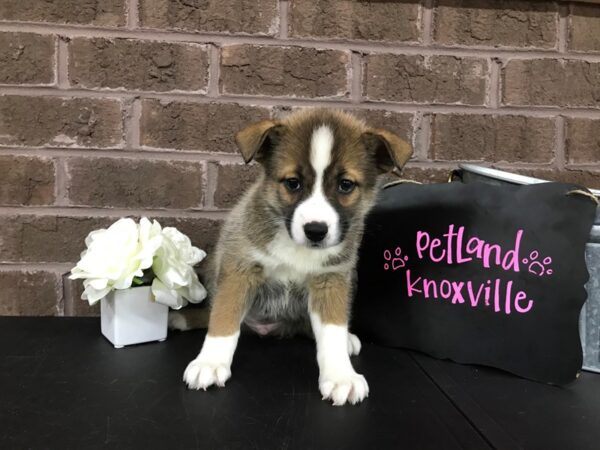 Pomsky-DOG-Male-SABLE-2461-Petland Knoxville, Tennessee