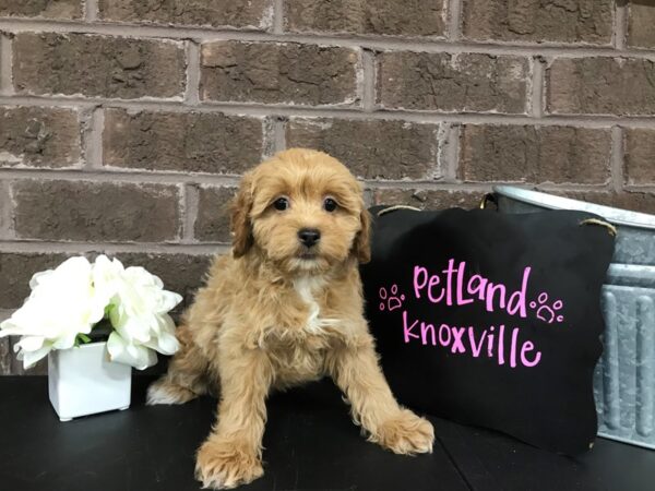 Miniature Poodle DOG Female RED WHITE 2462 Petland Knoxville, Tennessee