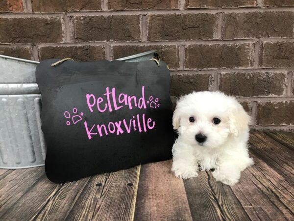 Bichon Frise-DOG-Male-WH-2463-Petland Knoxville, Tennessee