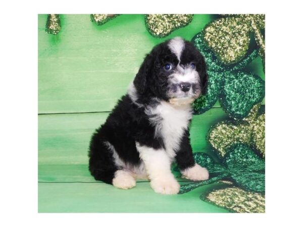 Aussiedoodle DOG Male Black 2478 Petland Knoxville, Tennessee