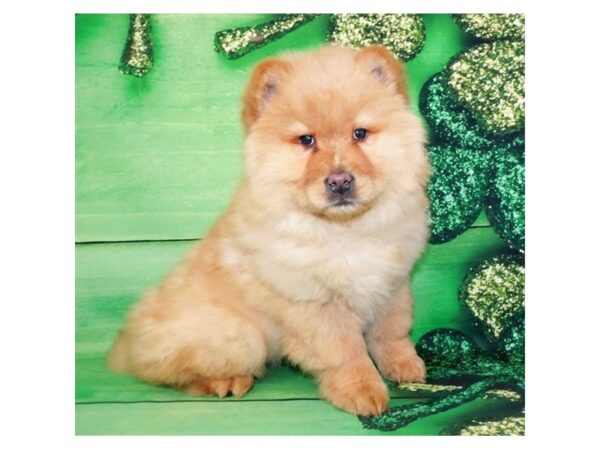 Chow Chow-DOG-Female-Red-2479-Petland Knoxville, Tennessee
