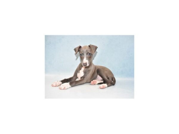 Italian Greyhound-DOG-Male-Blue-2482-Petland Knoxville, Tennessee