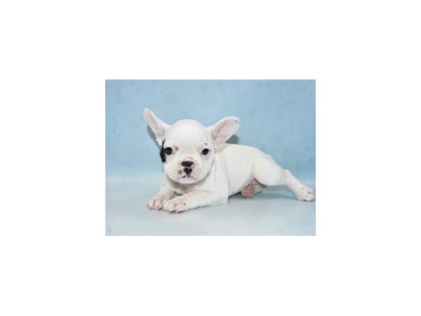 French Bulldog DOG Female Black and White 2484 Petland Knoxville, Tennessee