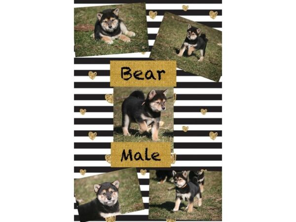 Shiba Inu DOG Male Black Tan / White 2491 Petland Knoxville, Tennessee