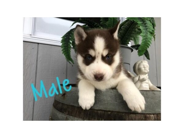 Siberian Husky-DOG-Male-Red / White-2492-Petland Knoxville, Tennessee