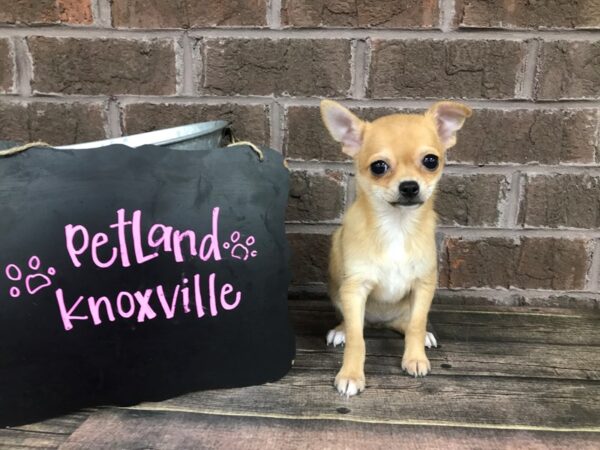 Chihuahua DOG Female Fawn 2490 Petland Knoxville, Tennessee