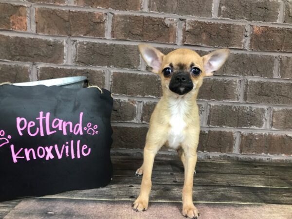 Chihuahua DOG Male Fawn 2489 Petland Knoxville, Tennessee