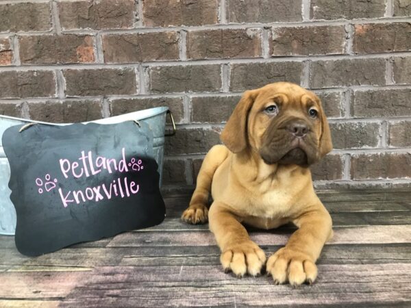 Dogue De Bordeaux-DOG-Female-Red-2488-Petland Knoxville, Tennessee