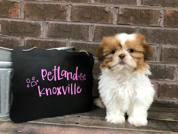 Shih Tzu-DOG-Female-RED WHITE-2475-Petland Knoxville, Tennessee