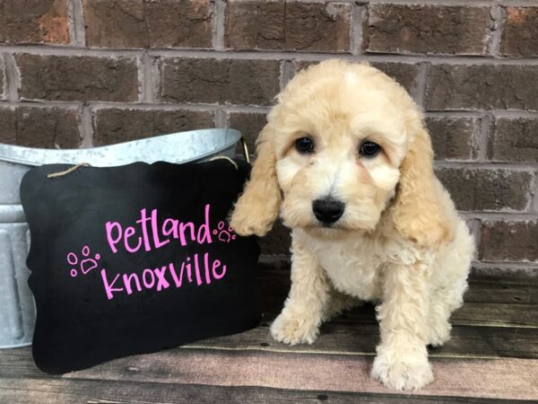 MOYEN POODLE-DOG-Female-Cream-2473-Petland Knoxville, Tennessee