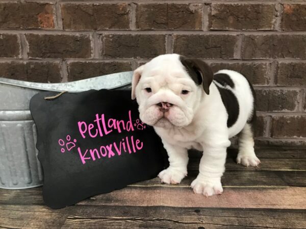 English Bulldog-DOG-Male-Choc/Wht-2514-Petland Knoxville, Tennessee