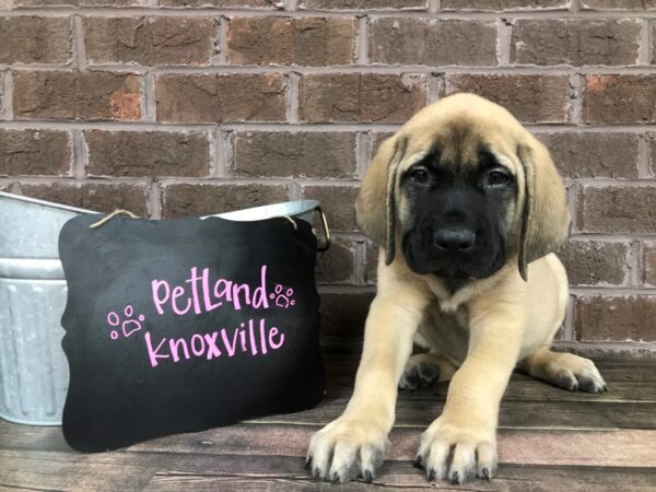 English Mastiff-DOG-Male-Fawn-2511-Petland Knoxville, Tennessee