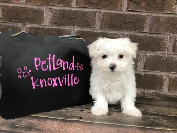 Maltese-DOG-Female-WHITE-2508-Petland Knoxville, Tennessee