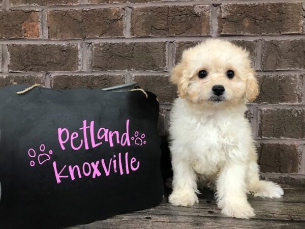 Miniature Poodle-DOG-Male-APRICOT-2507-Petland Knoxville, Tennessee