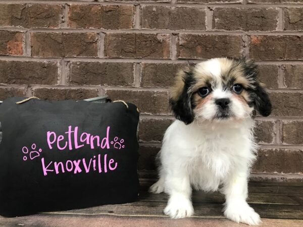 Teddy Bear-DOG-Female-Brown White-2506-Petland Knoxville, Tennessee