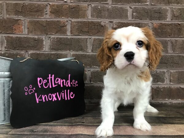Cavalier King Charles Spaniel-DOG-Male-BLENHEIM-2504-Petland Knoxville, Tennessee