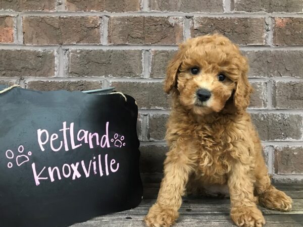 F2 MINI GOLDENDOODLE-DOG-Female-Red-2498-Petland Knoxville, Tennessee