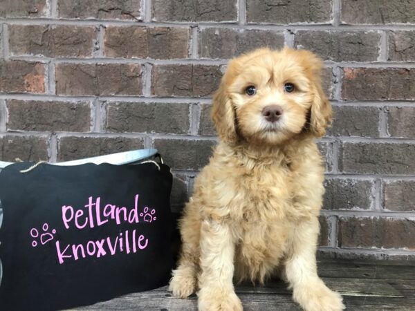 Miniature Goldendoodle 2nd Gen DOG Male Red 2499 Petland Knoxville, Tennessee