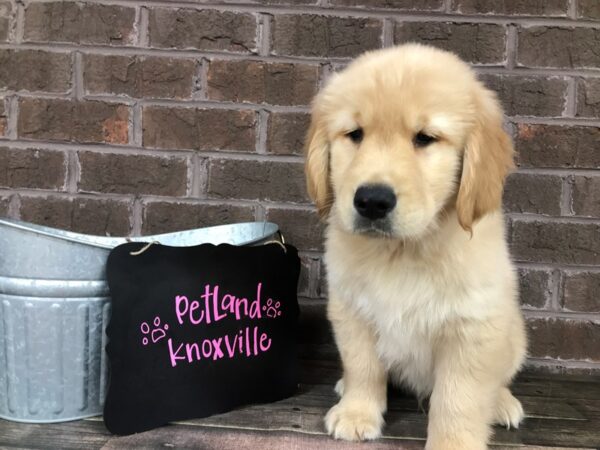 Golden Retriever-DOG-Male-Golden-2495-Petland Knoxville, Tennessee