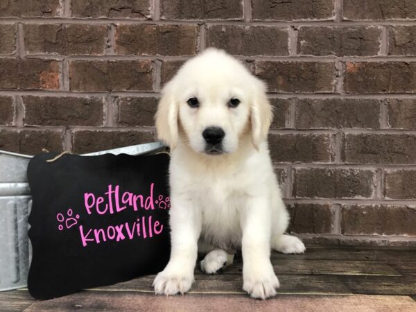 Golden Retriever-DOG-Female-English Cream-2494-Petland Knoxville, Tennessee