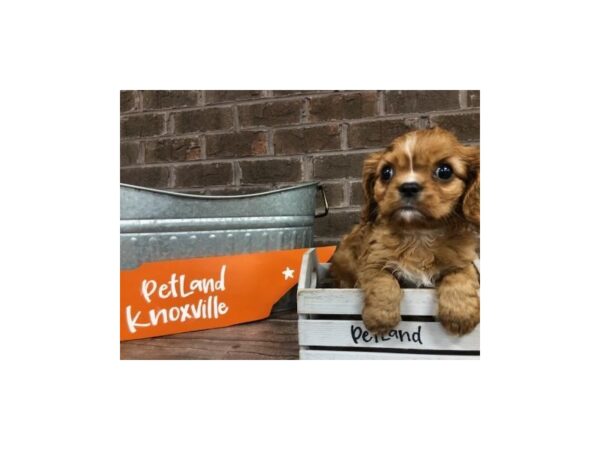 Cavalier King Charles Spaniel-DOG-Male-RUBY-2521-Petland Knoxville, Tennessee