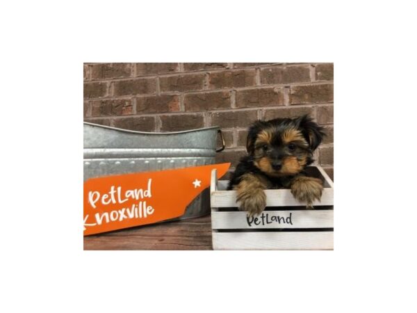 Yorkie Poo-DOG-Female-BLK TAN-2523-Petland Knoxville, Tennessee