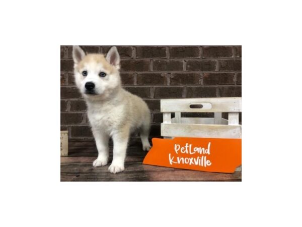 Pomsky Mo-DOG-Male-Red/Wht-2534-Petland Knoxville, Tennessee