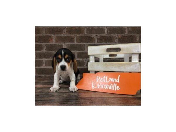 Beagle-DOG-Male-Tri-2533-Petland Knoxville, Tennessee