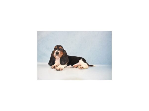 Basset Hound-DOG-Male-Black White and Tan-2543-Petland Knoxville, Tennessee