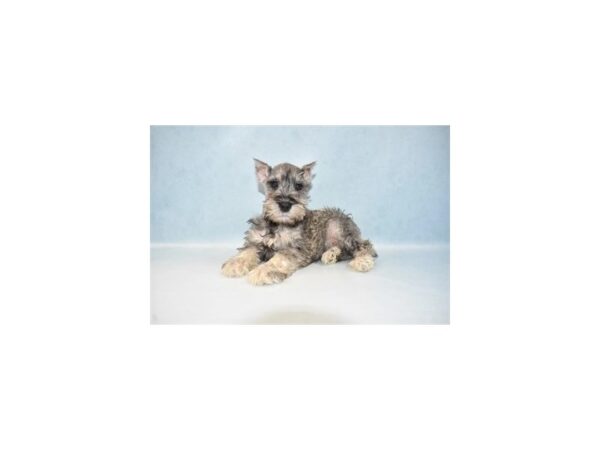 Miniature Schnauzer-DOG-Male-Salt and Pepper-2544-Petland Knoxville, Tennessee