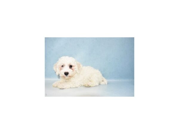 Bichon Frise DOG Female White 2546 Petland Knoxville, Tennessee