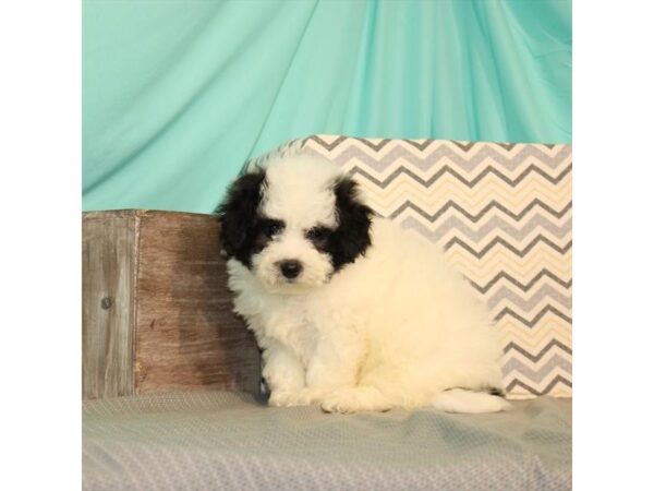 Teddy Bear Poodle DOG Male White / Black 2540 Petland Knoxville, Tennessee