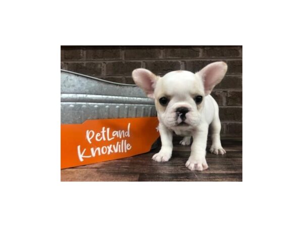 French Bulldog-DOG-Female-White-2547-Petland Knoxville, Tennessee