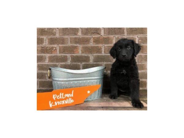 Goldendoodle-DOG-Female-black-2536-Petland Knoxville, Tennessee