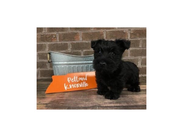 Scottish Terrier-DOG-Male-Black-2539-Petland Knoxville, Tennessee