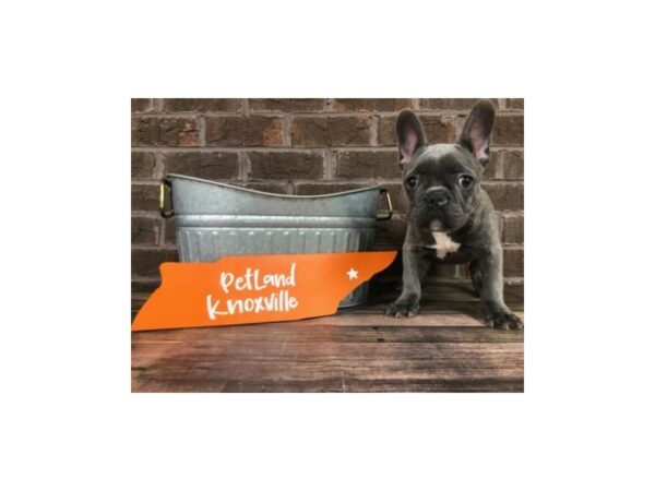 French Bulldog-DOG-Male-Blue-2485-Petland Knoxville, Tennessee