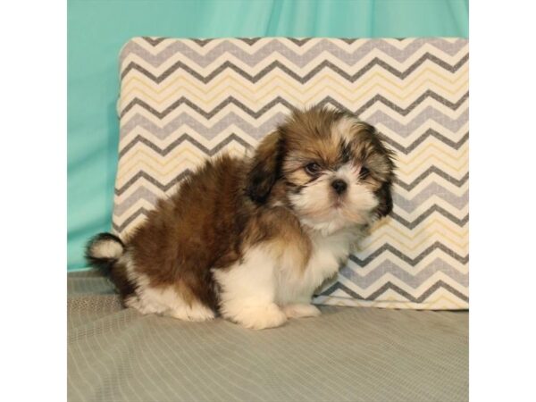 Shih Tzu-DOG-Female-Gold-2562-Petland Knoxville, Tennessee