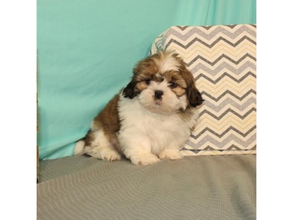 Shih Tzu-DOG-Male-Gold-2563-Petland Knoxville, Tennessee