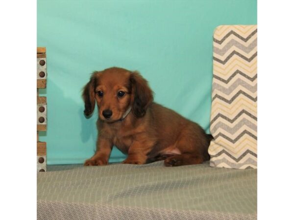 Dachshund DOG Male Red Sable 2564 Petland Knoxville, Tennessee