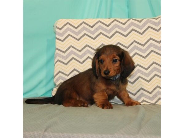 Dachshund DOG Male Red Sable 2565 Petland Knoxville, Tennessee