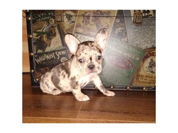 French Bulldog-DOG-Female-Chocolate Merle-2567-Petland Knoxville, Tennessee