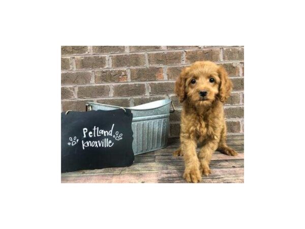 Mini Goldendoodle-DOG-Male-Dark Red-2516-Petland Knoxville, Tennessee