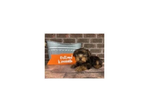 Yorkshire Terrier-DOG-Female-Choc tan-2550-Petland Knoxville, Tennessee