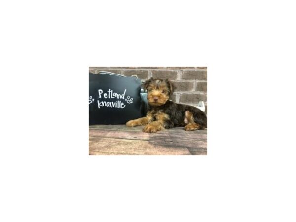 Yorkshire Terrier-DOG-Male-CHOC TAN-2549-Petland Knoxville, Tennessee