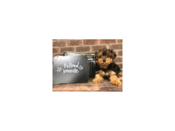 Yorkshire Terrier DOG Male BLK TAN 2558 Petland Knoxville, Tennessee