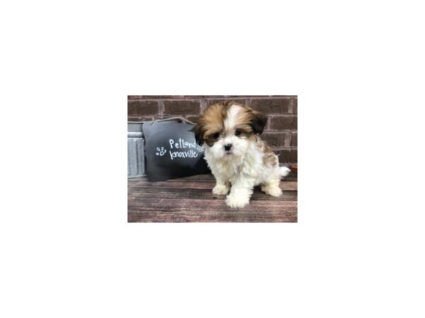 Shih Poo-DOG-Female-brown white-2553-Petland Knoxville, Tennessee