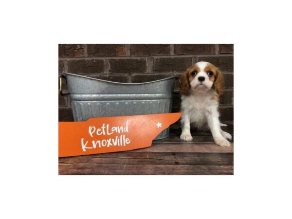 Cavalier King Charles Spaniel-DOG-Female-BLENHEIM-2555-Petland Knoxville, Tennessee