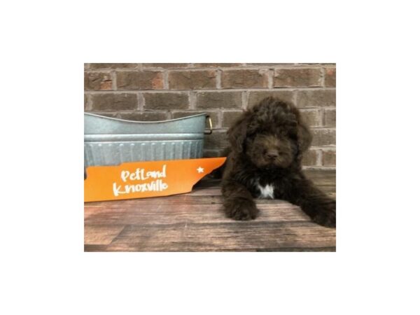 Labradoodle F1-B-DOG-Male-Choc-2561-Petland Knoxville, Tennessee